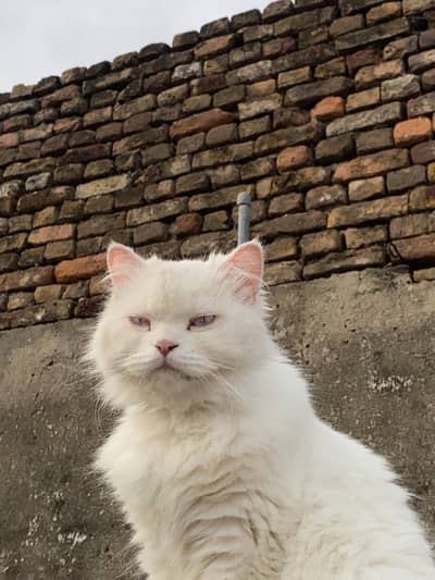 Pershion cat