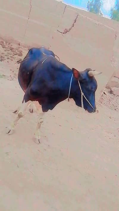 بیل برائے فروخت