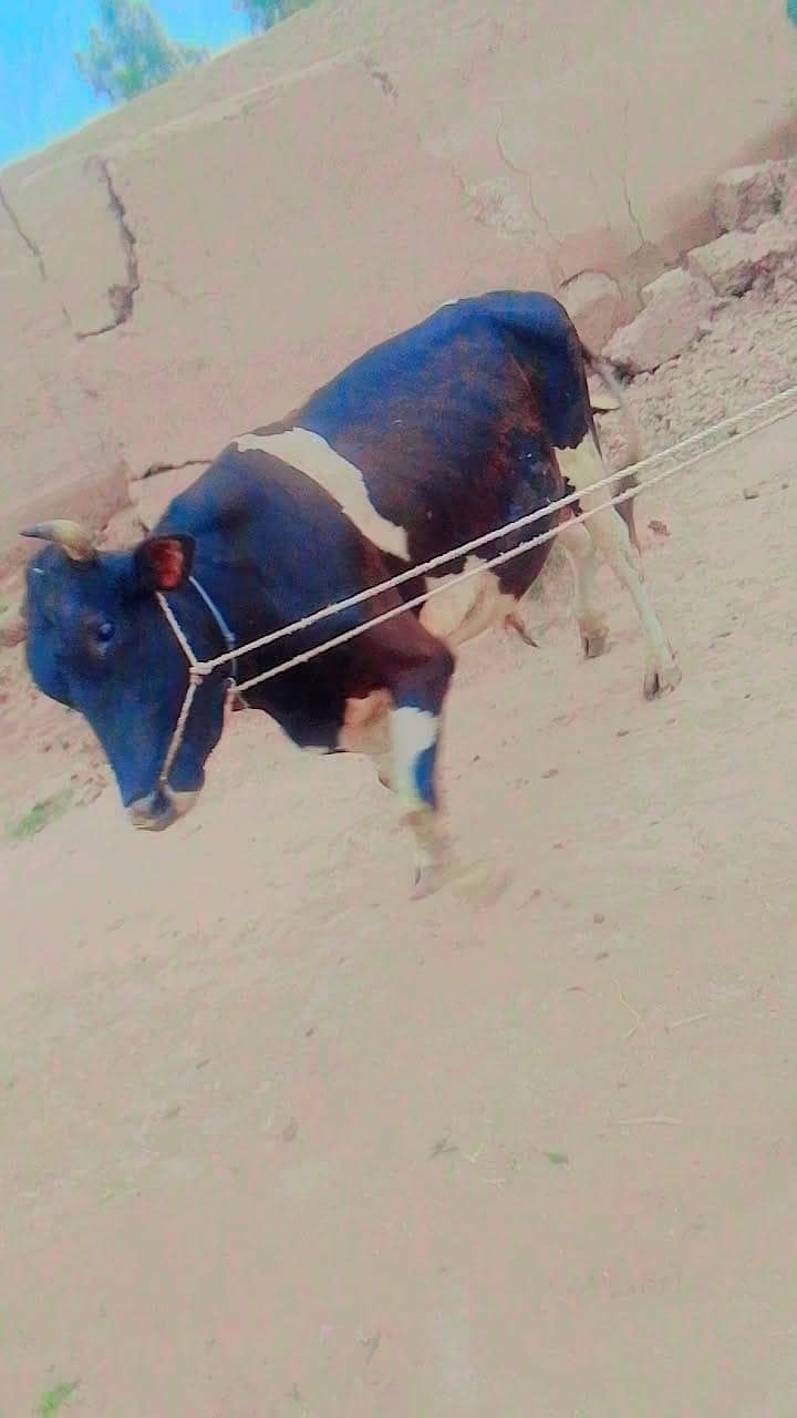 بیل برائے فروخت 1