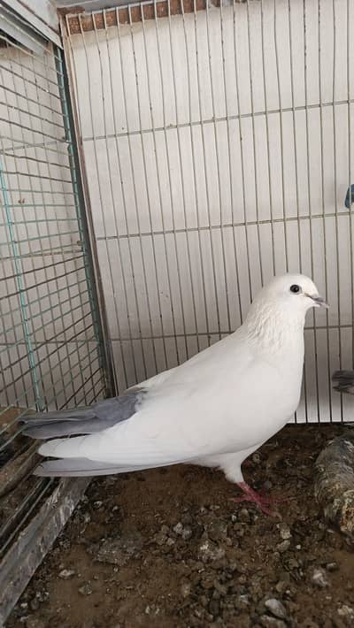 Wehshi Neelduma HIGH FLYING  PIGEON