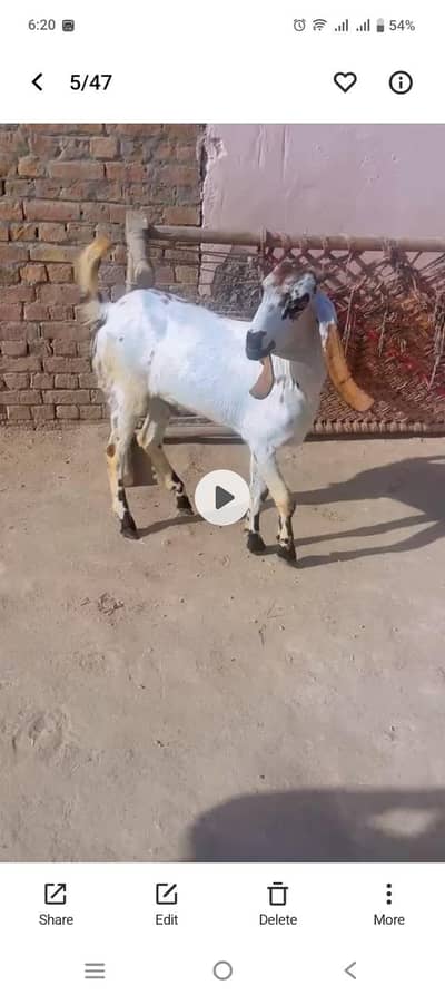 Qurbani k Liye Donda Bakra