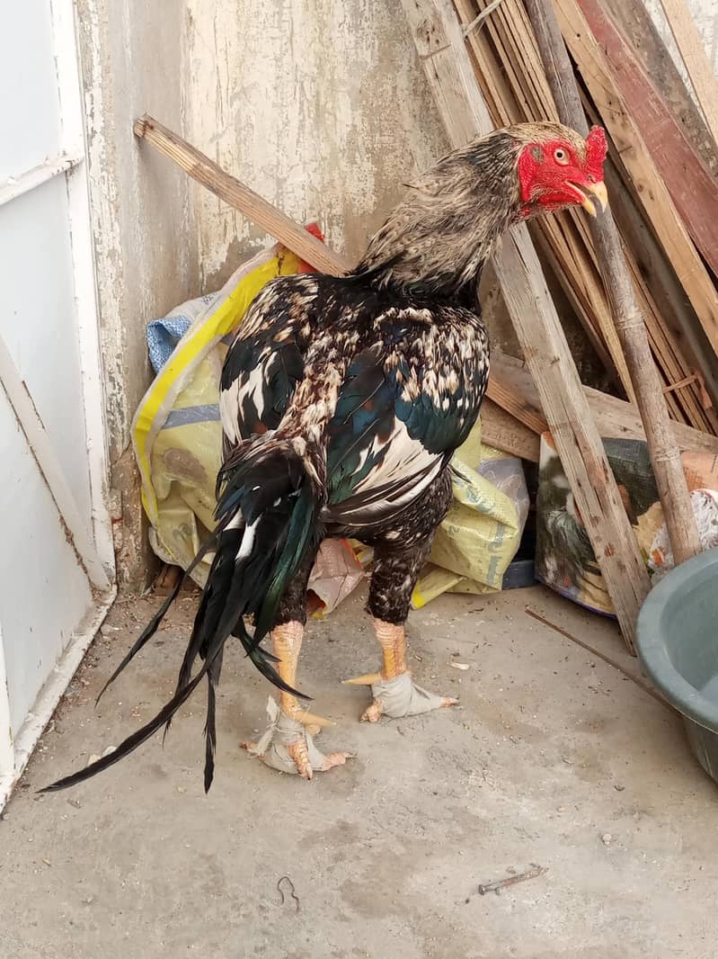 Aseel mianwali kala java breeder 0