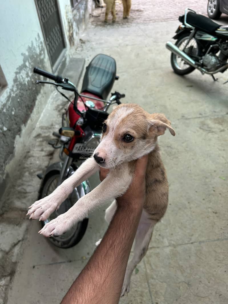 Puppys 1
