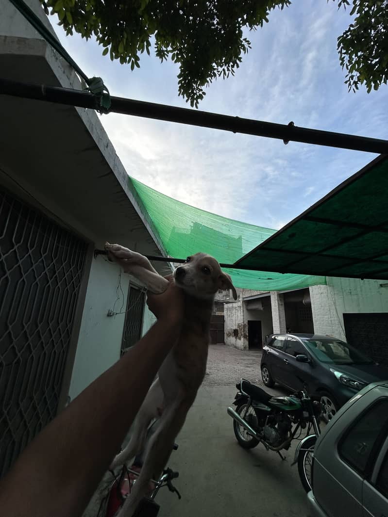 Puppys 2