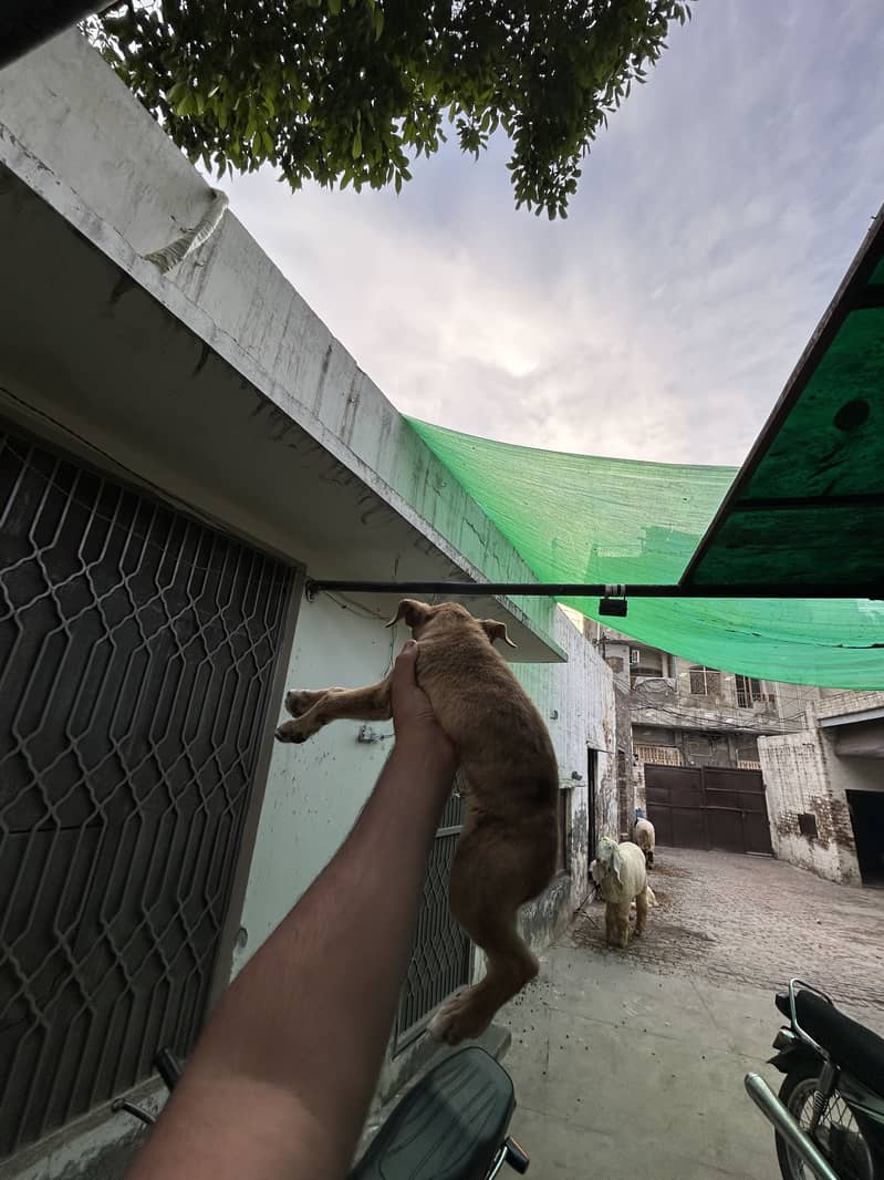 Puppys 5