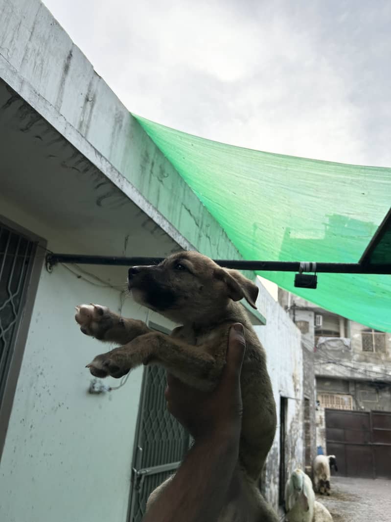 Puppys 6