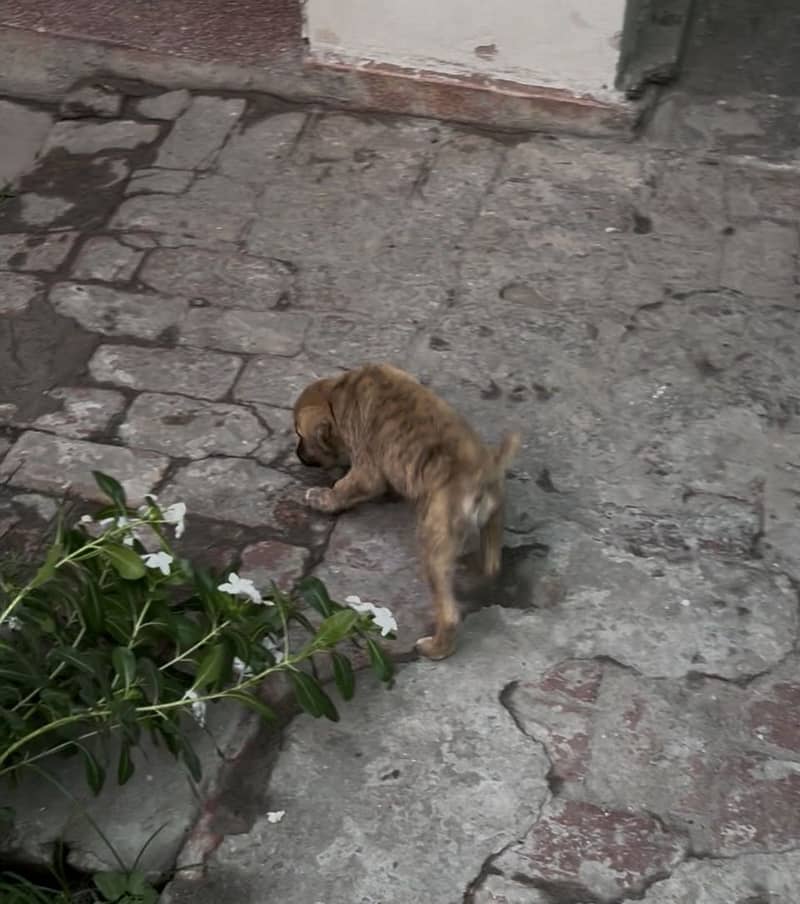 Puppys 7