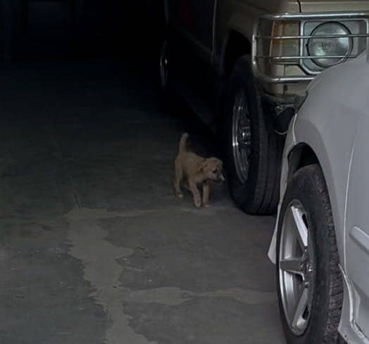 Puppys 8