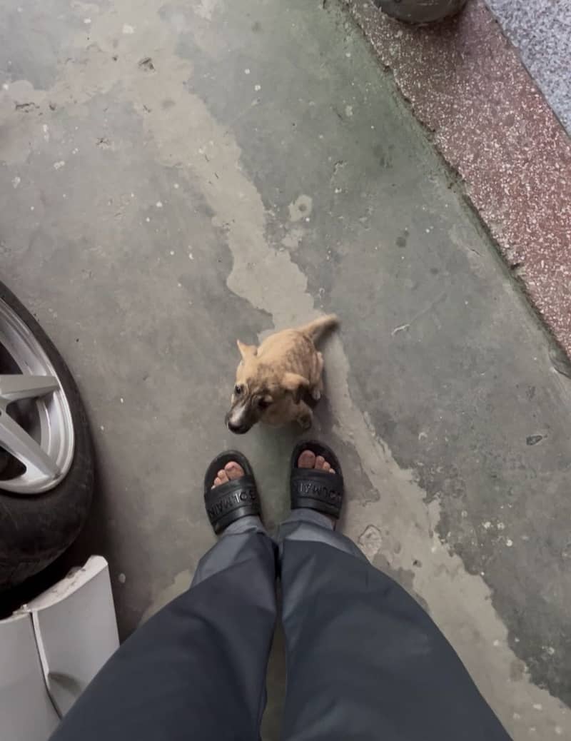Puppys 9