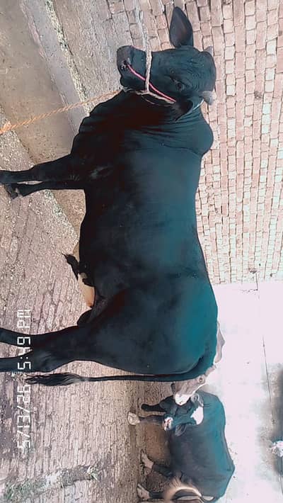 2 Black bull