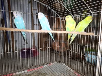 Budgies Pathy