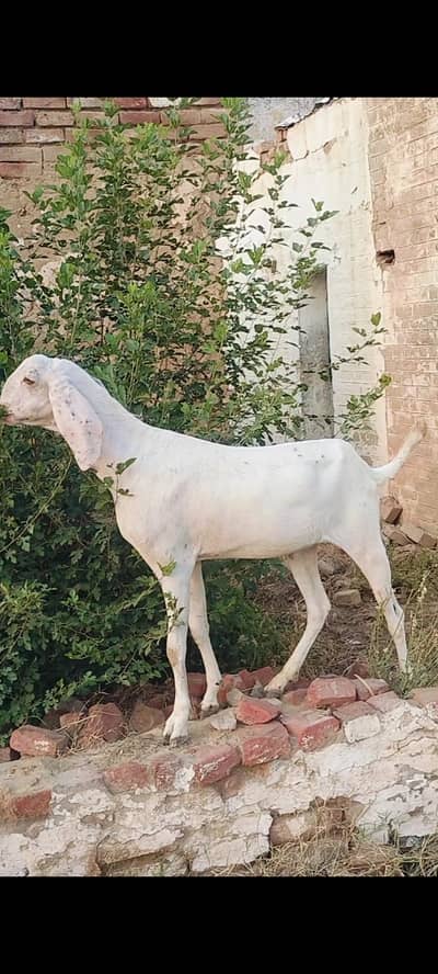 Pure Rajanpuri Bakra Home Breed.