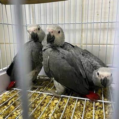 African grey parrot chicks for sale 03215248765