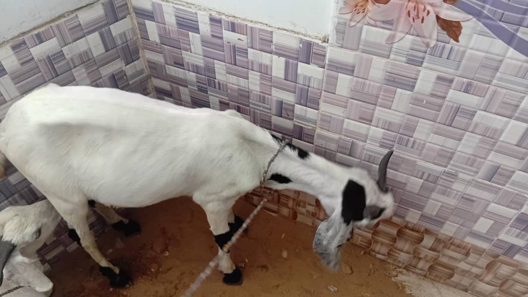 2 Dant Khassi Bakra 2