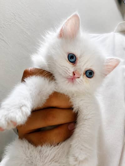Persian kitten for sale | 1 month  | Urgent sale