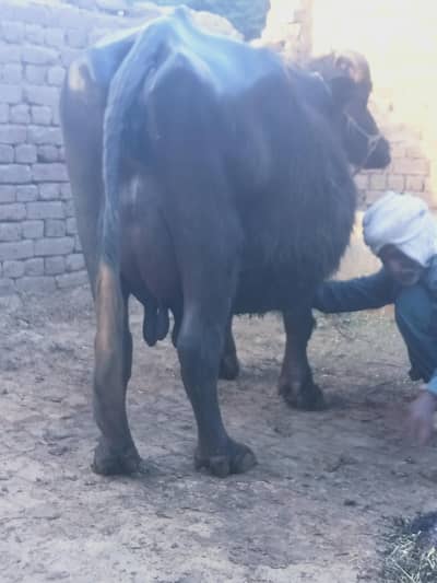 dhod 9 kg buffalo for sale