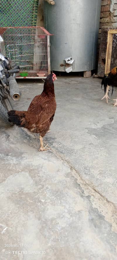 1 pure desi murgi