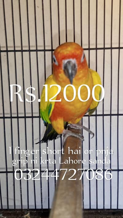son conure breeder male