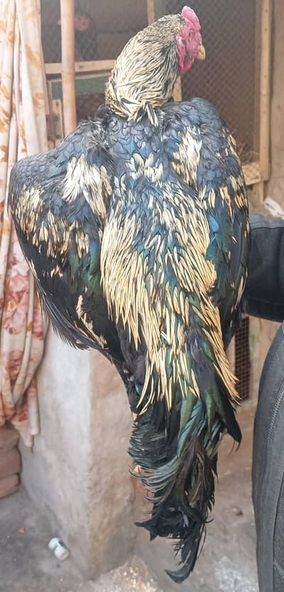 Aseel Murga Urgent for Sale 03056348278