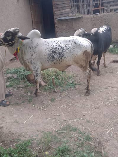 Bull for salee