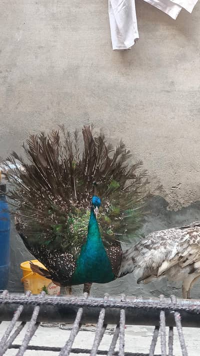 Peacock  pair for sale