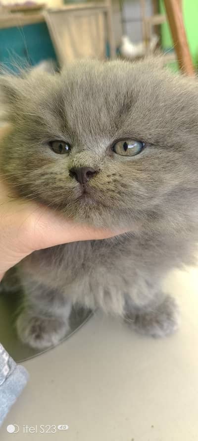 available grey color cute kittens