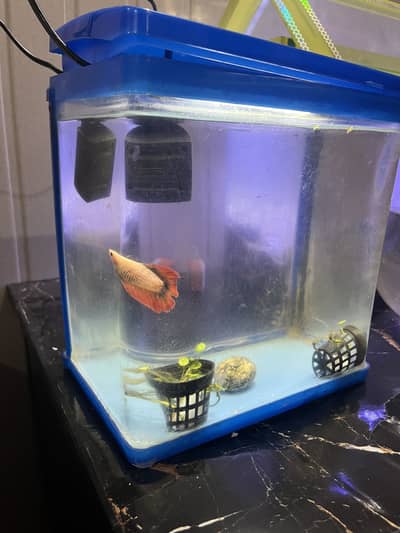 Acrylic aquarium with built in filter and light and betta