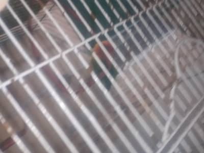 love bird and cage forsale