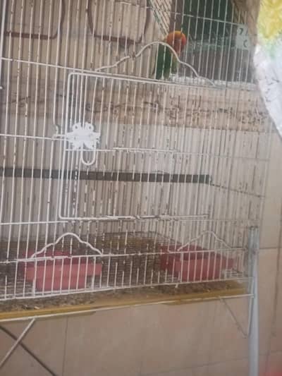 love bird and cage forsale