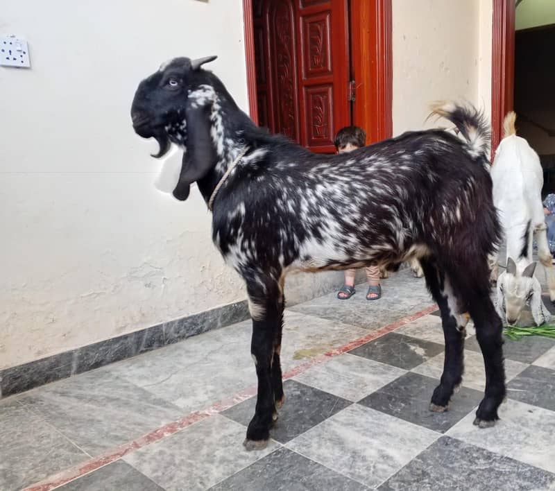 بکرہ دوندا ہے 0