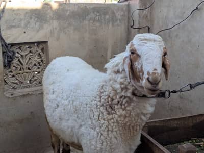 40kg healthy qurbani Sheep and anyone sale
