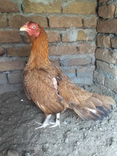 orignal khalis peeli madi black keelo ma