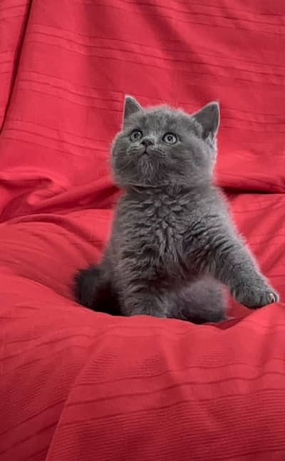 British shorthair
