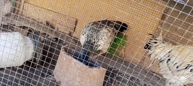 Adeel hens male female for sale