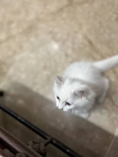 2 months old kitten for sale