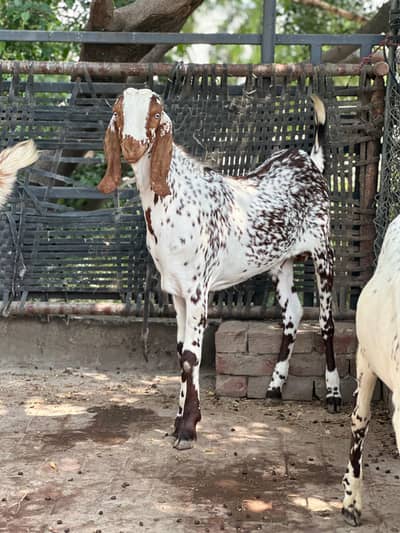 Makki Cheena Bakra (2-Dant)