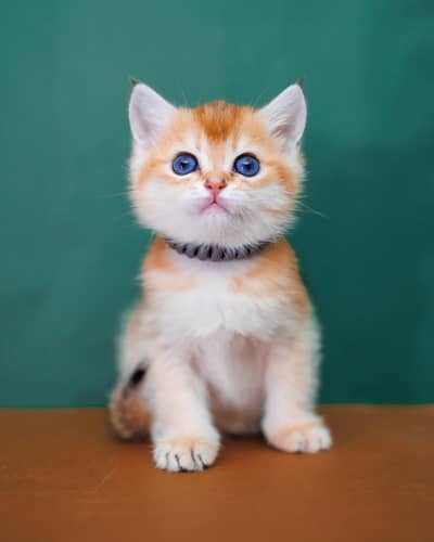 British shorthair