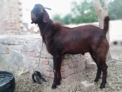goat for qurbani