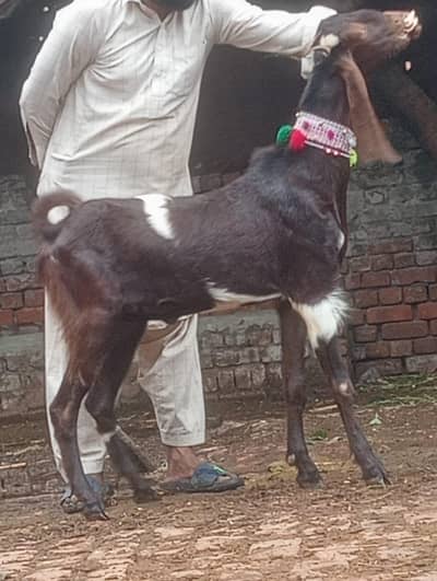 Dasi 2 dant khasi bakry sale