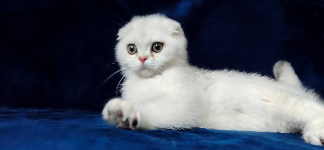 Scottish fold 1