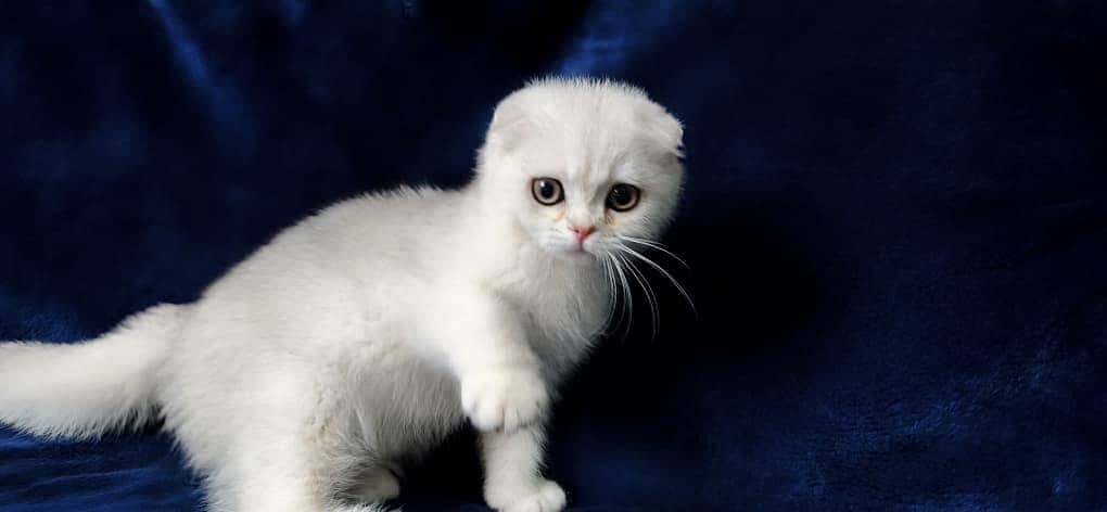 Scottish fold 3