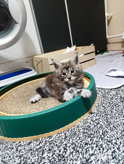 Maine coon