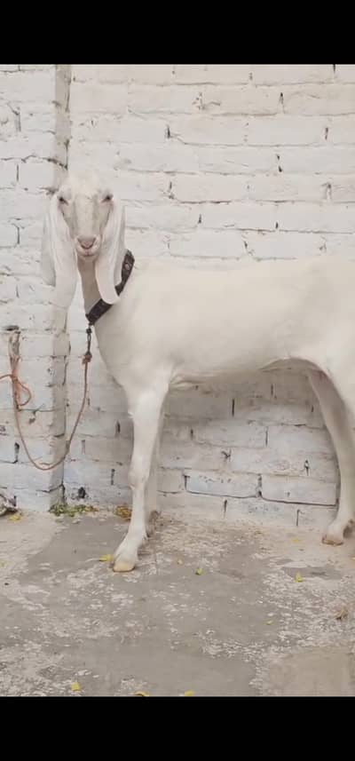 Rajan puri ghulabi /female/ goat/bakri