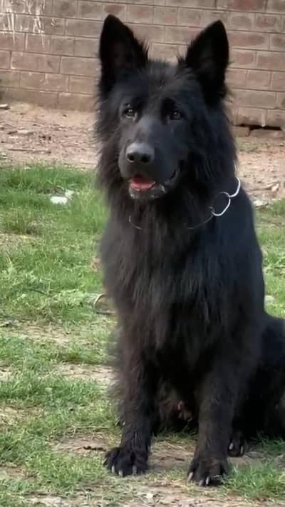 German shepherd female