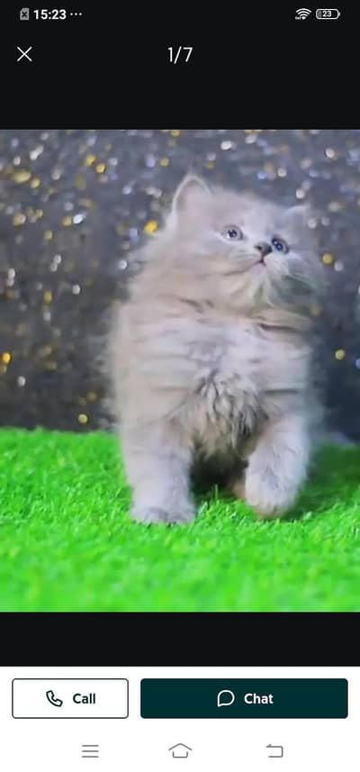 Persian/ cat/ for /sale/ male /or/ female/03/21/43/90/74/6 my WhatsApp
