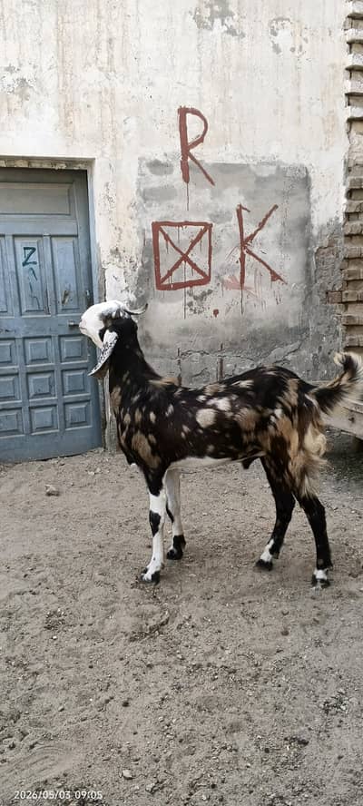 Qurbani k Liye Bakra for sale hai