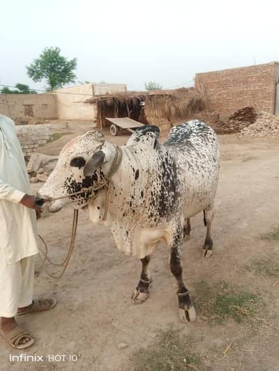 white or black dots bull