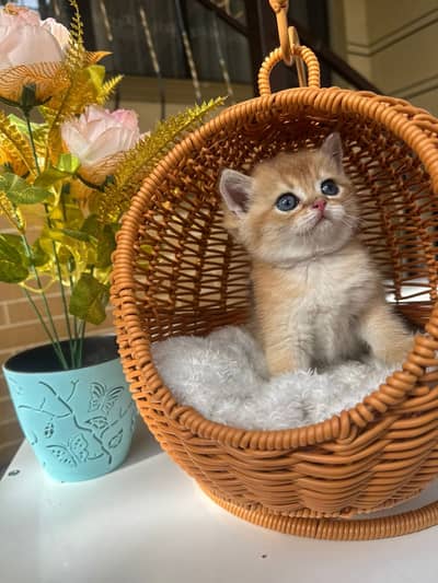 British shorthair
