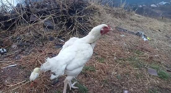 assalamualaikum aseel birds for sale urjant white pair be available ha