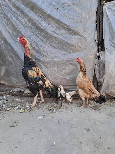 Aseel Pair with 7 Chicks